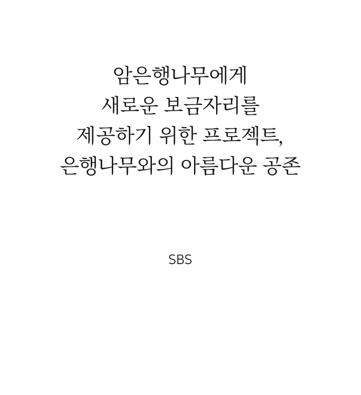 암은행나무에게 새로운 보금자리를 제공하기 위한 프로젝트,
												은행나무와의 아름다운 공존 SBS